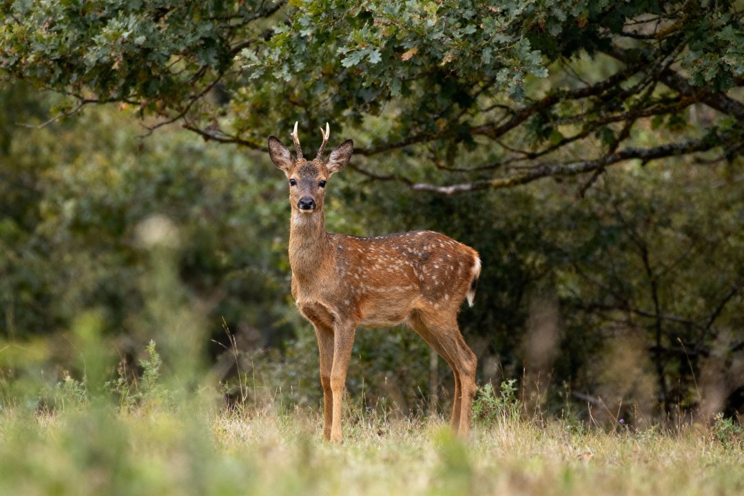 chasse aux cerfs