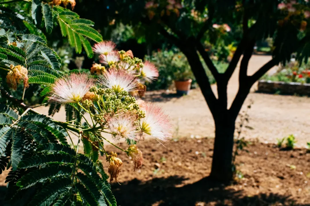Fleurs roses et blanches d'un arbre exotique, avec feuilles vertes dentelées, dans un jardin ensoleillé.