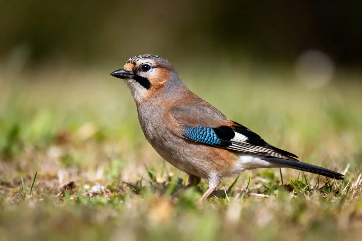 Un geai des chênes sur l'herbe, plumage coloré, bec noir, regard à droite.