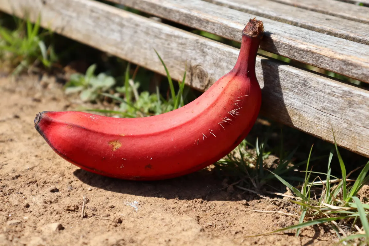 Banane rouge posée sur sol terreux près d'un banc en bois, avec de l'herbe autour.