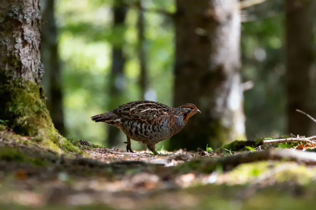 Oiseau brun et noir marchant sur sol forestier éclairé, entouré d'arbres et de végétation verdoyante.