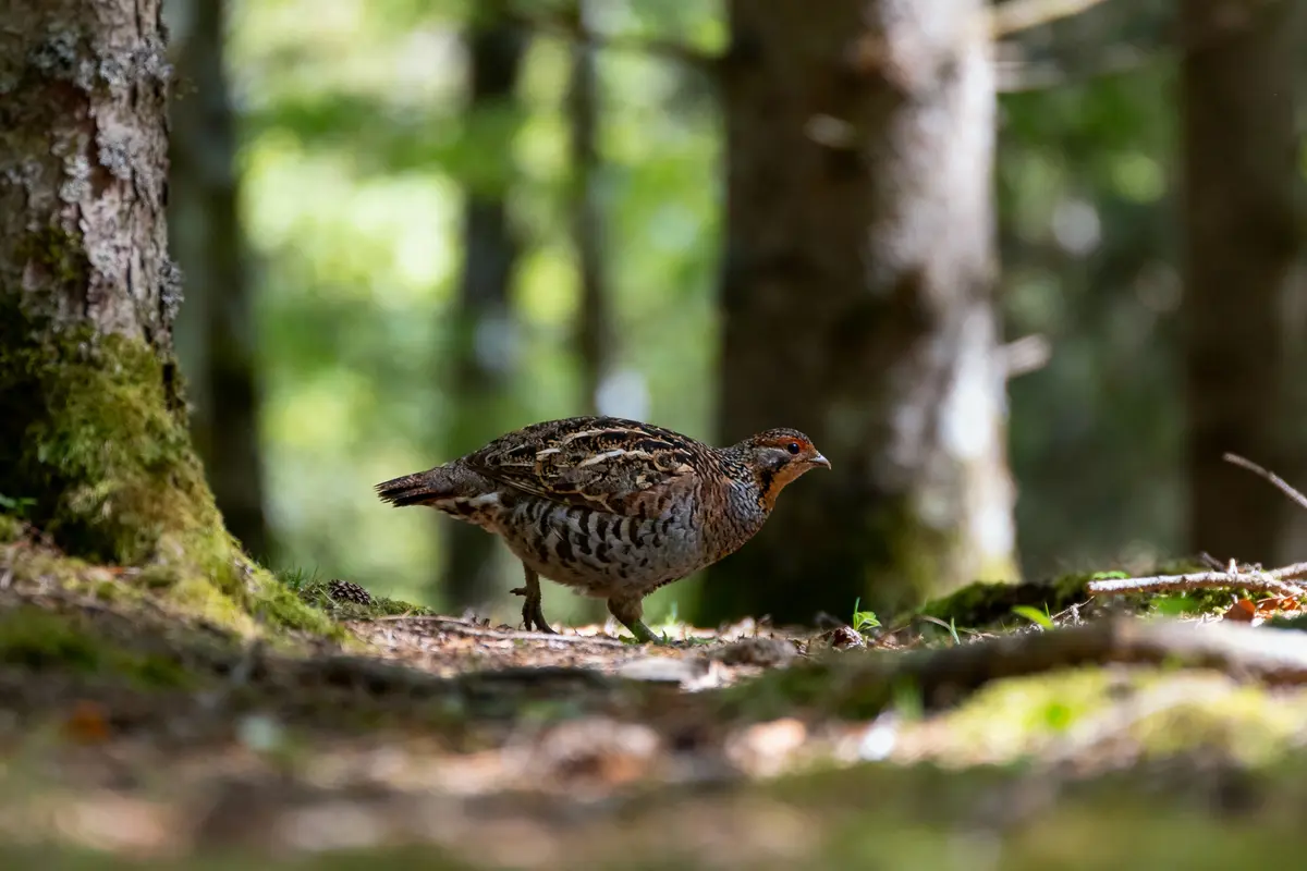 Oiseau brun et noir marchant sur sol forestier éclairé, entouré d'arbres et de végétation verdoyante.