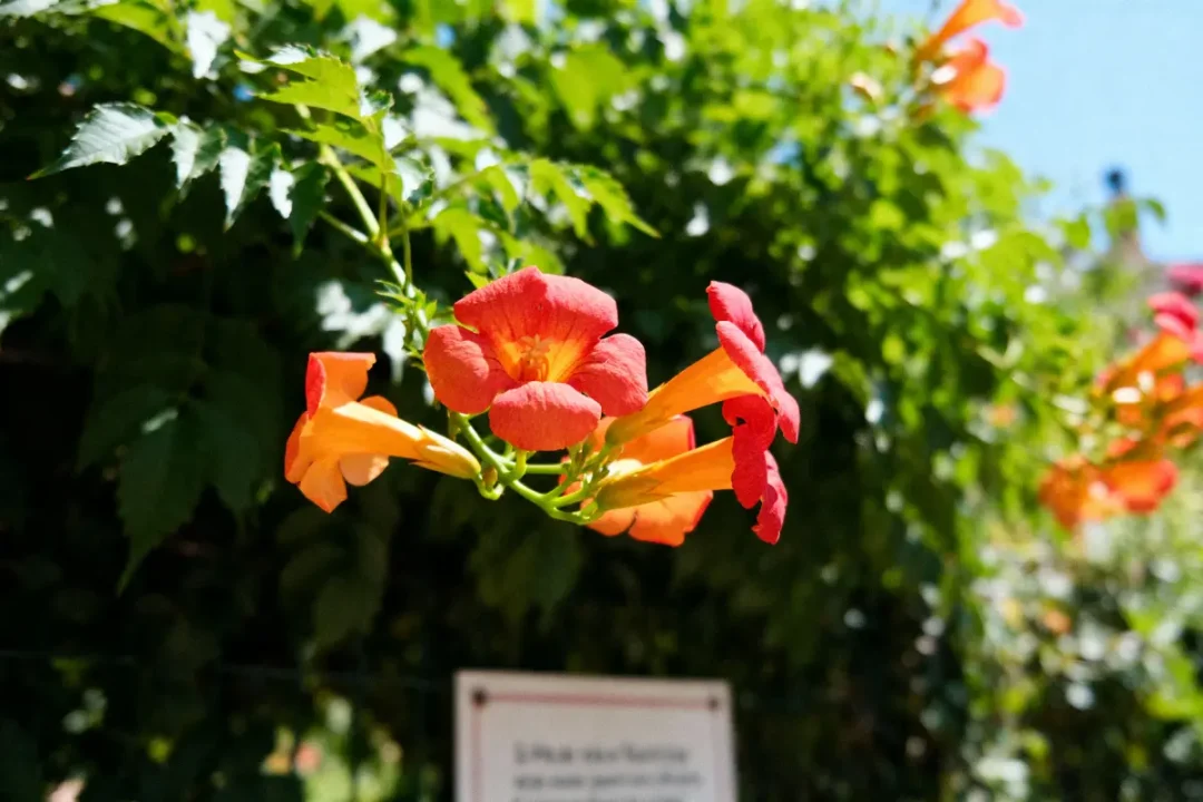 Fleurs orange et rouges en gros plan, feuillage vert en arrière-plan, éclairage ensoleillé.