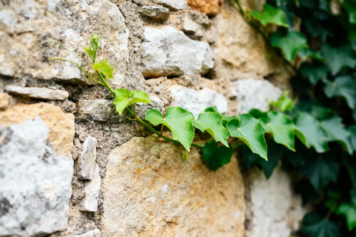 Lierre vert sur un mur de pierres naturelles, texture rugueuse et teintes beiges, ambiance rustique.