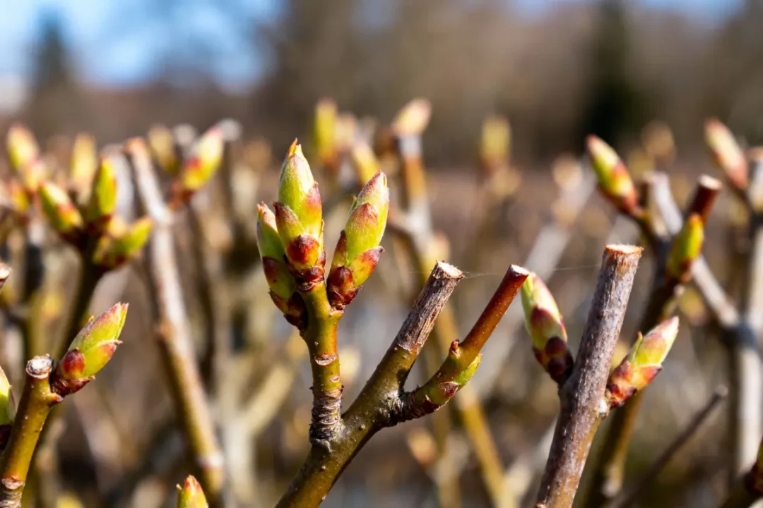 Jeunes bourgeons sur branches d'arbustes, fond flou, éclairage naturel, signe de printemps.