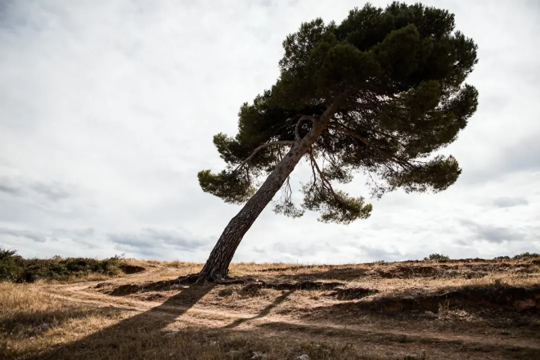 Arbre incliné sur une colline, ciel nuageux, ombre projetée sur le sol herbeux.