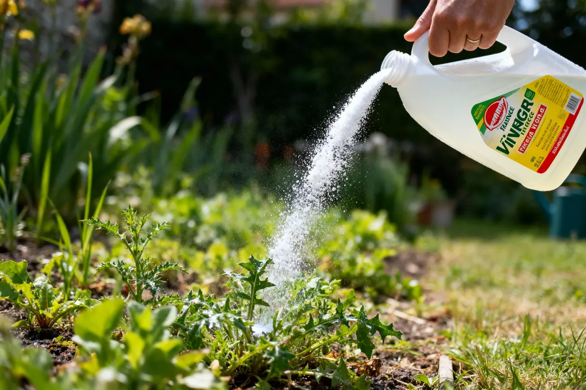 Main versant du vinaigre blanc sur des mauvaises herbes dans un jardin ensoleillé, pour les désherber.