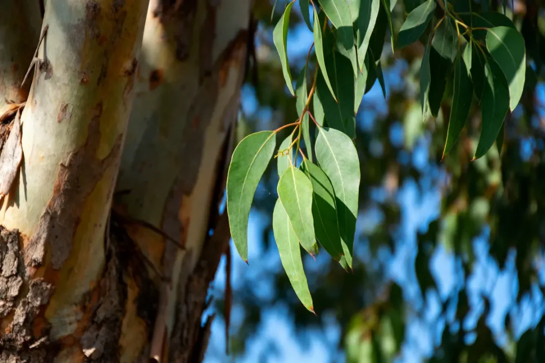 Gros plan d'un tronc d'arbre avec feuilles vertes et fond flou de ciel bleu.