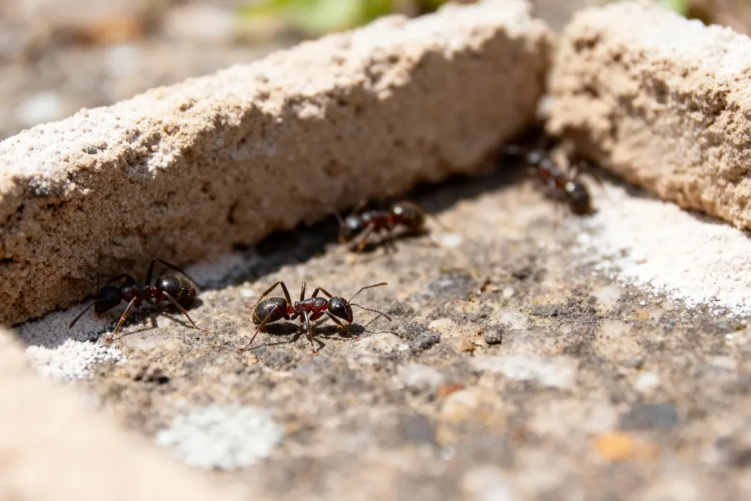Quatre fourmis marchent sur un sol terreux entouré de morceaux de béton, sous la lumière du soleil.
