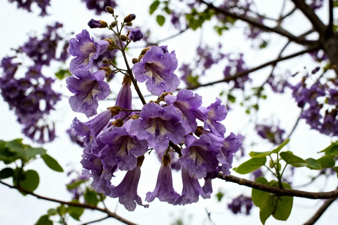Fleurs violettes de jacaranda en pleine floraison sur branche, fond de ciel nuageux.