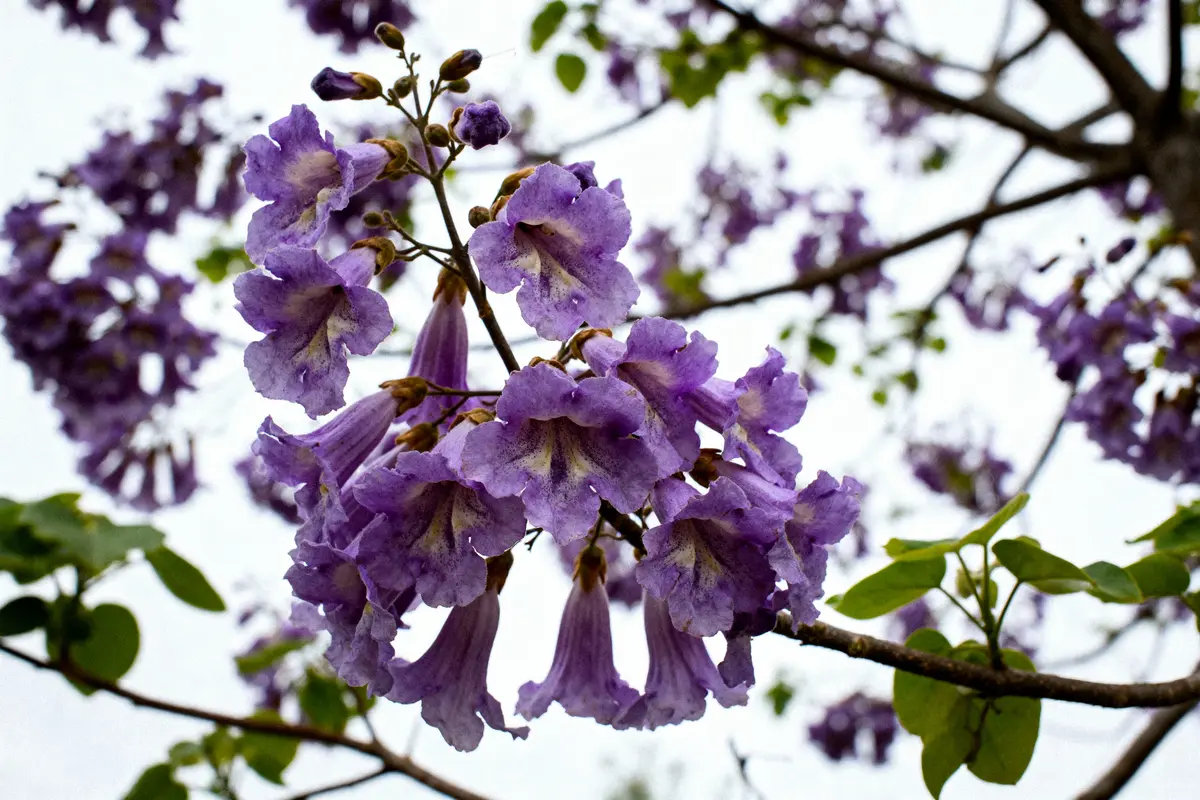 Fleurs violettes de jacaranda en pleine floraison sur branche, fond de ciel nuageux.