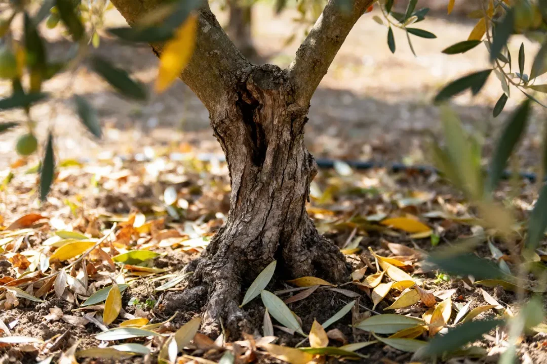 Tronc d'arbre noueux entouré de feuilles jaunes et vertes tombées sur le sol.