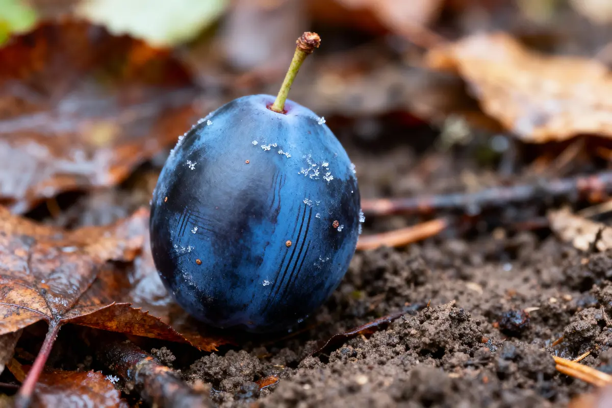 Prune bleue givre sur sol avec feuilles automnales, en gros plan et lumière naturelle douce.