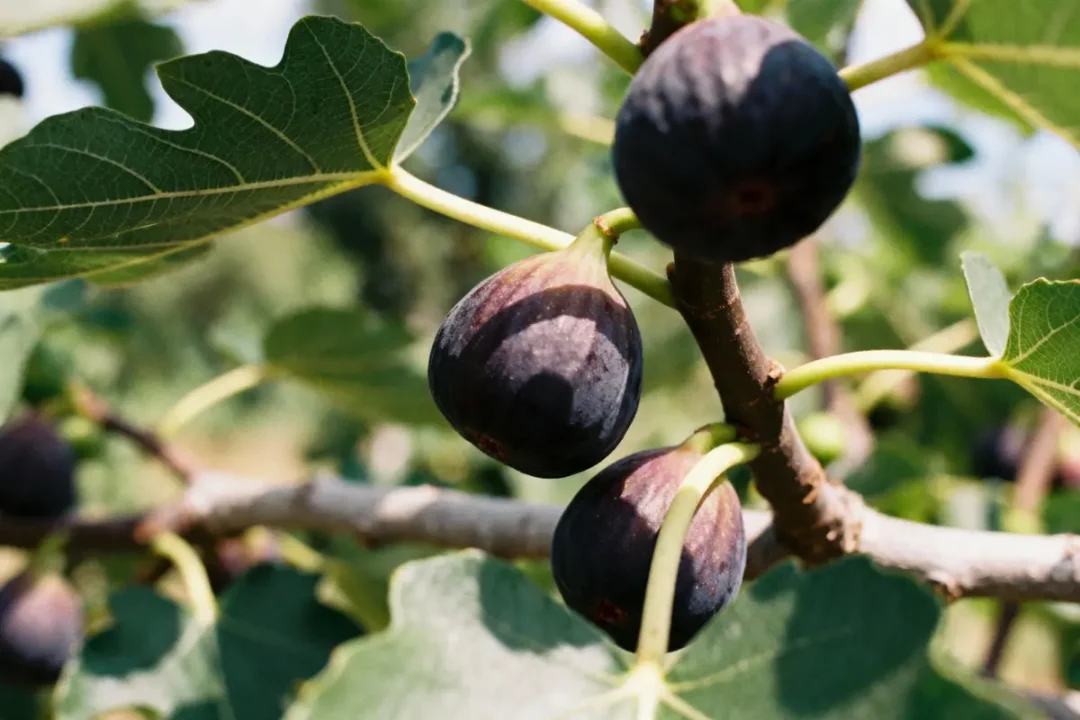 Des figues mûres sur une branche avec feuilles vertes, éclairées par la lumière du soleil.