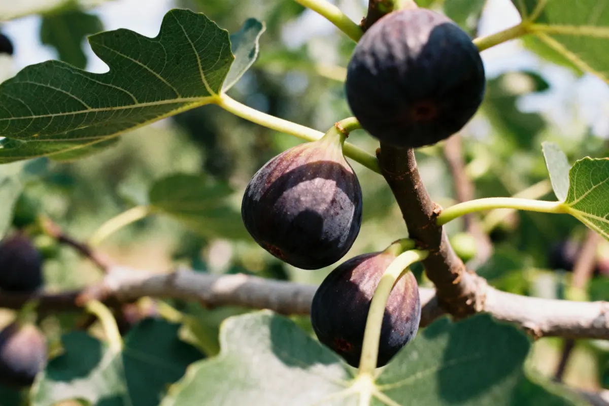 Des figues mûres sur une branche avec feuilles vertes, éclairées par la lumière du soleil.