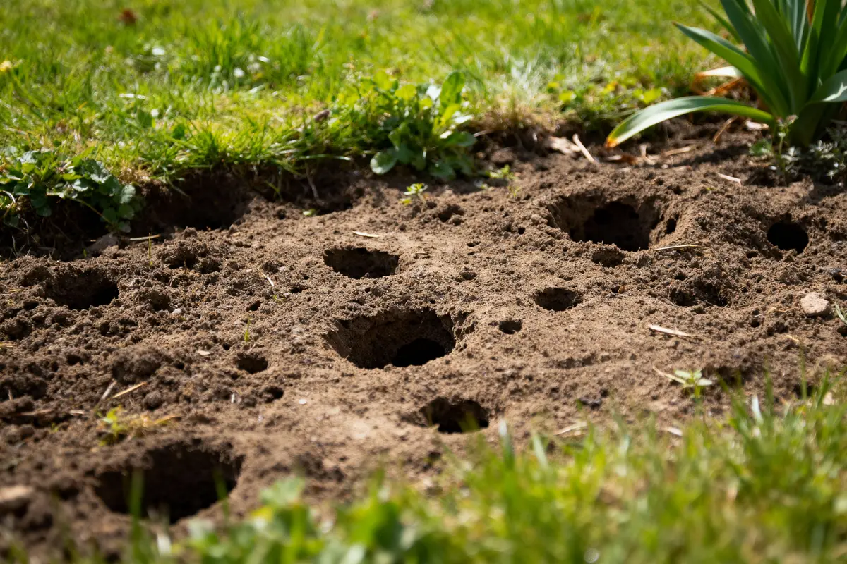 Sols avec plusieurs trous entourés d'herbe verte et plantes en arrière-plan éclairé par le soleil.