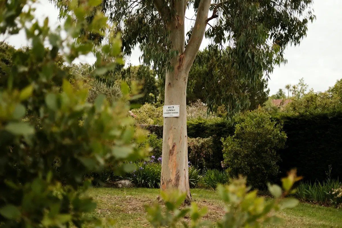 Arbre avec écorce lisse et pancarte au milieu d'un jardin verdoyant, entouré de végétation dense.