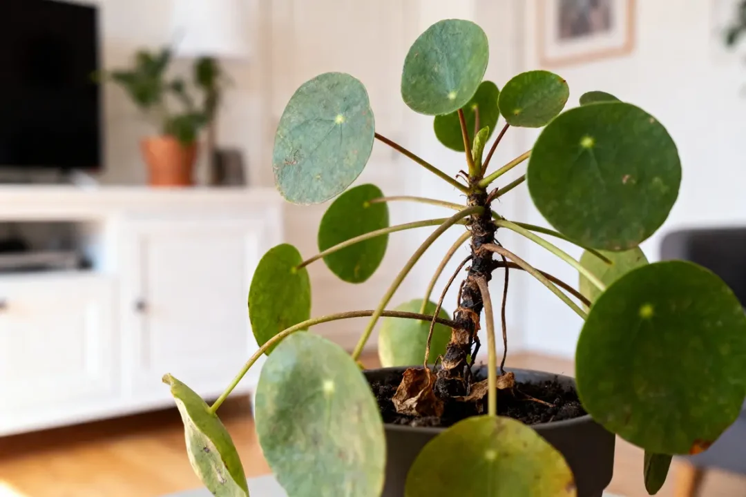 Plante Pilea verte avec feuilles rondes, en pot, dans un salon lumineux à l'intérieur moderne.