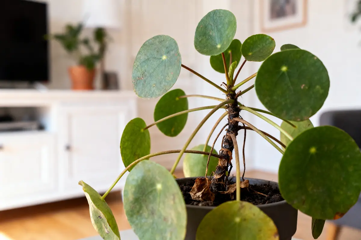 Plante Pilea verte avec feuilles rondes, en pot, dans un salon lumineux à l'intérieur moderne.