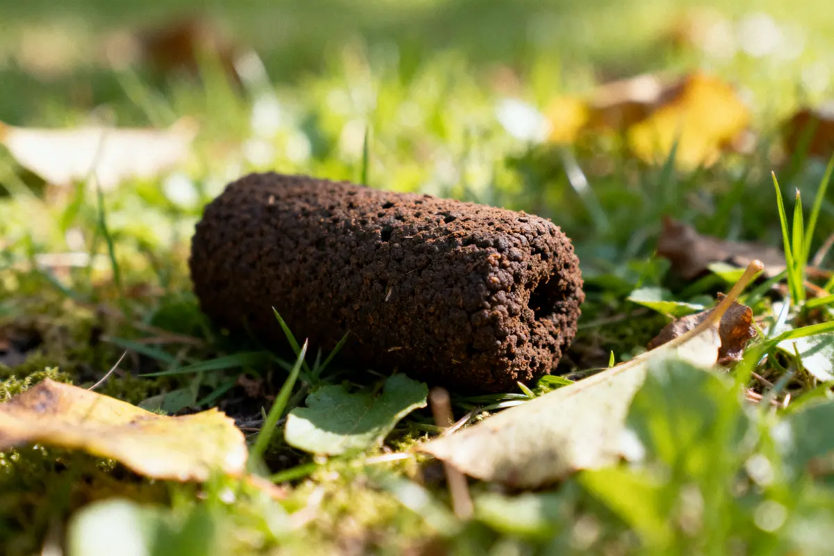 Motte de terre brune avec mousse et feuilles sur gazon verdoyant, éclairage ensoleillé de jour.