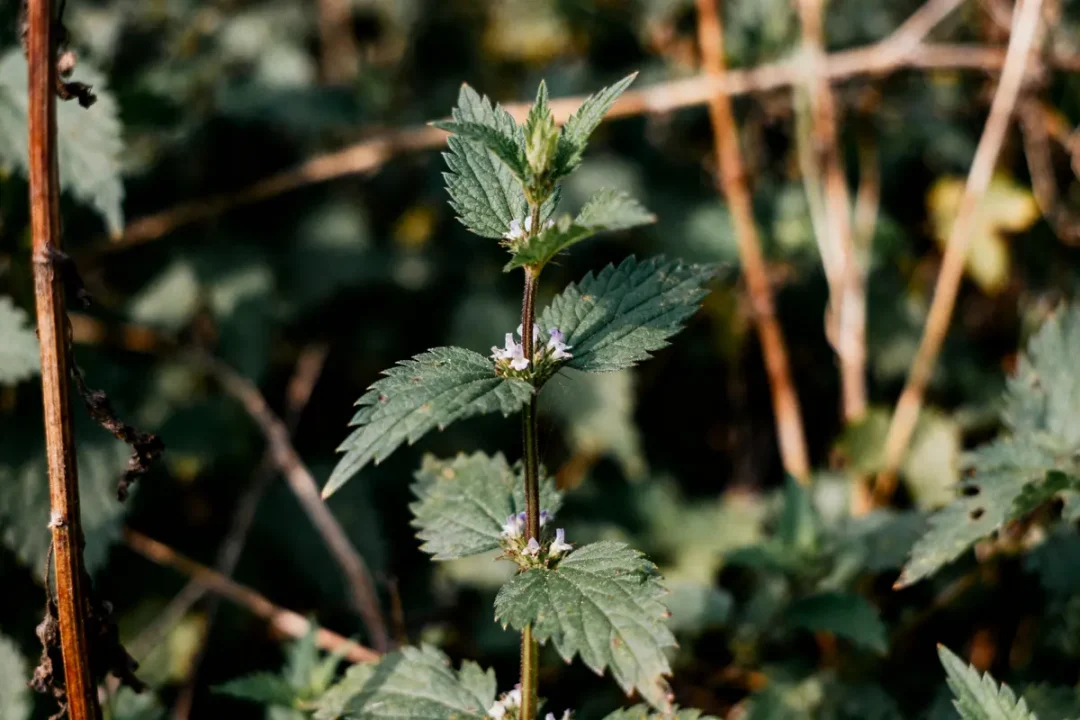 Grande tige de plante avec feuilles dentelées et petites fleurs violettes, fond flou végétal.