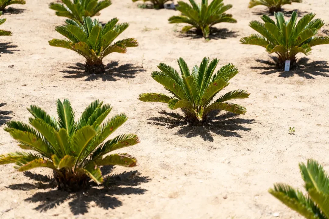 Petites plantes vertes en rang sur sol sableux, en plein soleil.