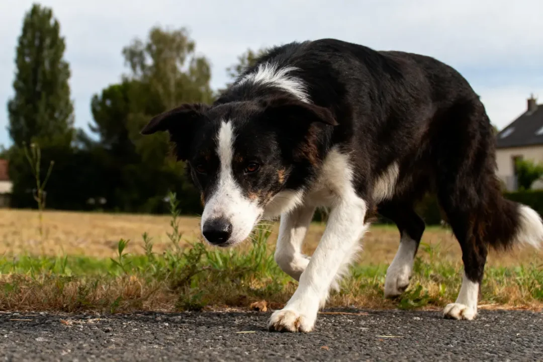 Chien border collie marchant attentivement sur un chemin, champ et arbres en arrière-plan.