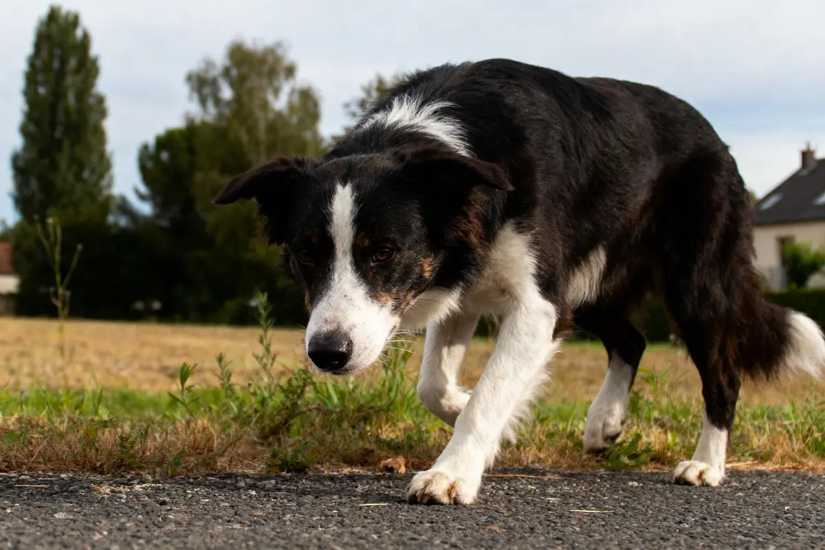 Chien border collie marchant attentivement sur un chemin, champ et arbres en arrière-plan.