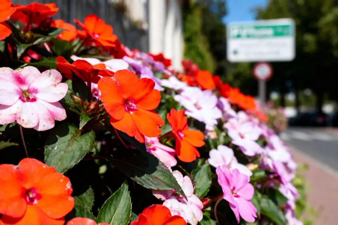 Fleurs rouges et blanches en gros plan le long d'un trottoir, panneau et route flous en arrière-plan.