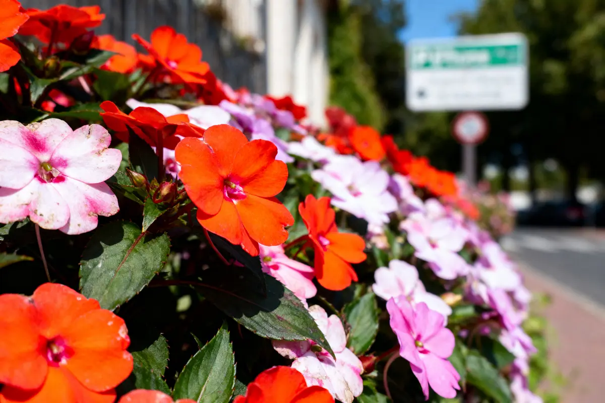 Fleurs rouges et blanches en gros plan le long d'un trottoir, panneau et route flous en arrière-plan.