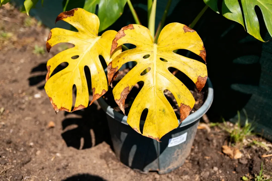 Feuilles de Monstera jaunies et abîmées dans un pot, posées sur un sol terreux.