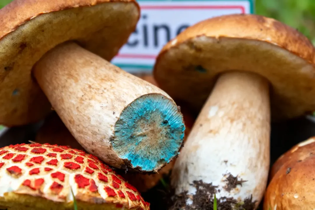 Champignons avec champignon bleu, chapeau brun et motifs rouges, sur fond verdoyant flou.