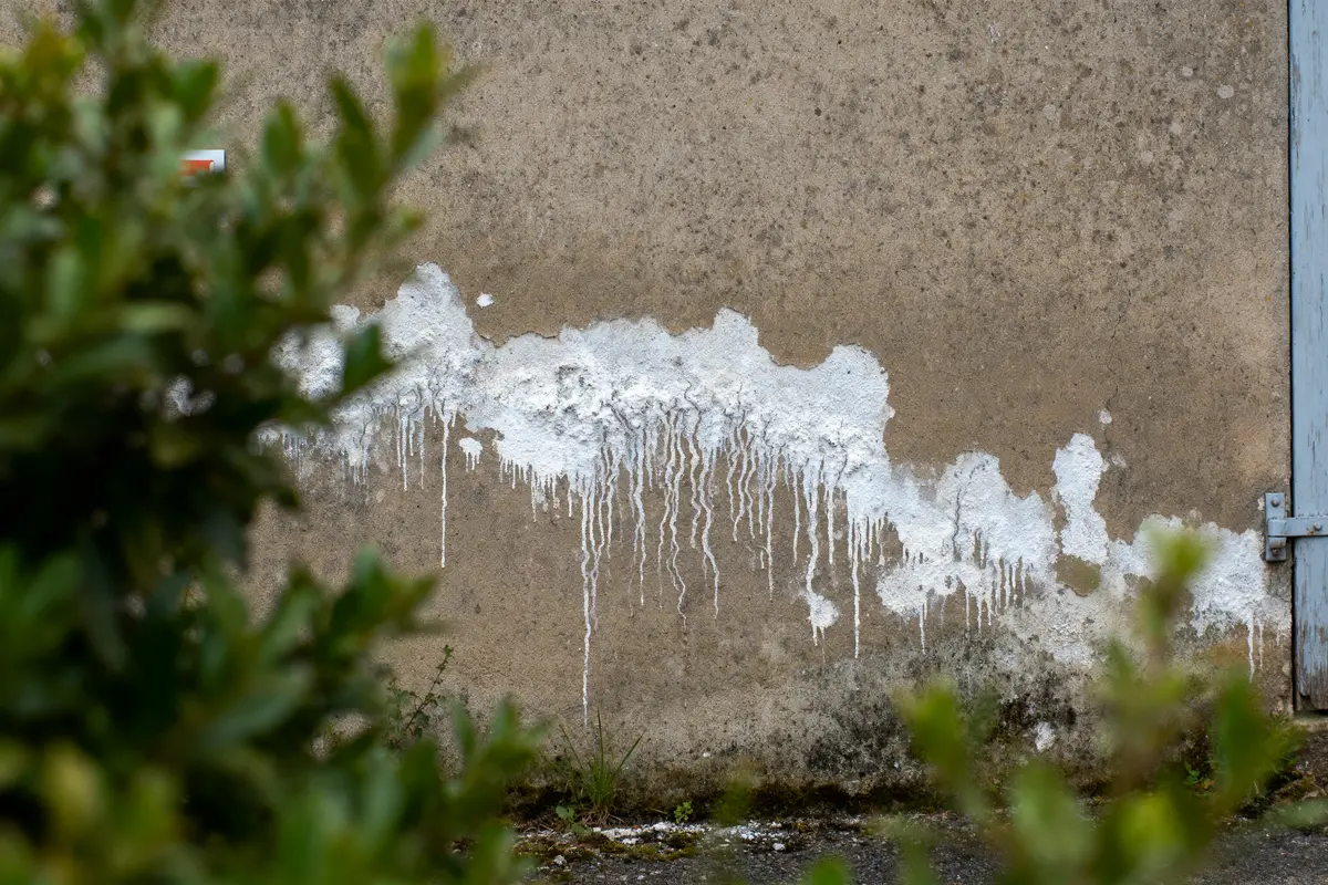 Mur avec traces d'humidité blanche, végétation floue au premier plan. Fond beige et porte bleue visible.