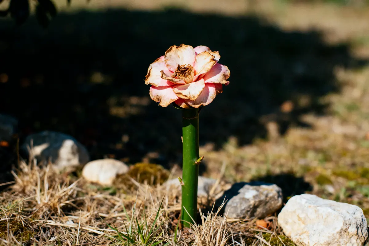 Fleur unique fanée, tige verte, entourée d'herbe sèche et de pierres dans un jardin ensoleillé.