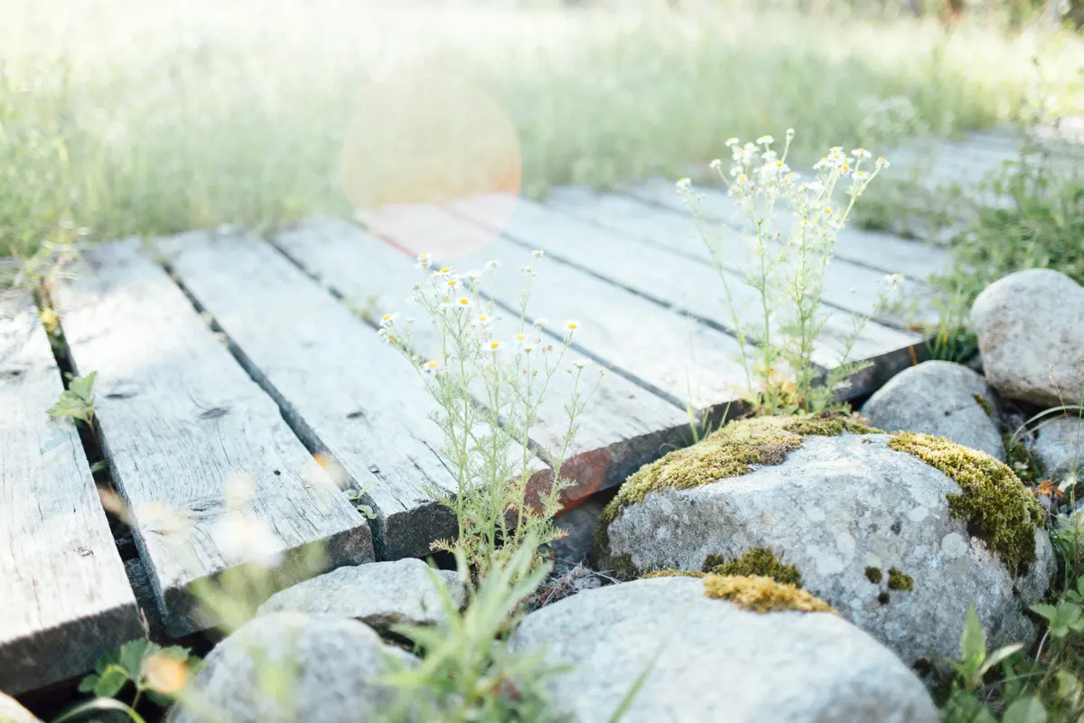 Planches en bois entourées de pierres moussues et fleurs sauvages, éclairées par la lumière naturelle douce.