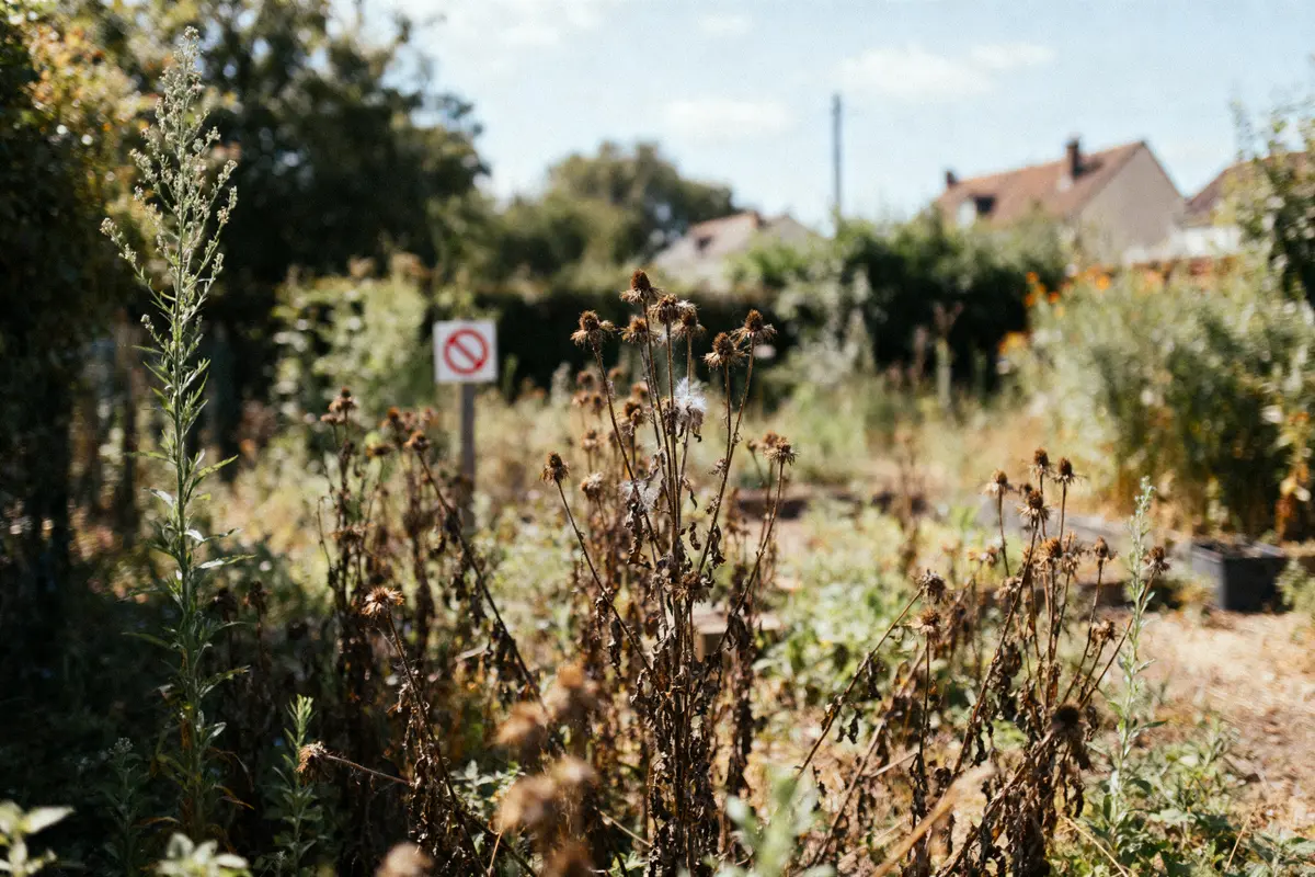 Plantes séchées dans un jardin urbain, ciel bleu, maisons au fond, panneau d'interdiction visible.