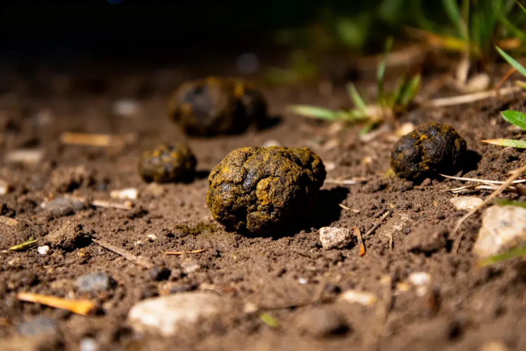 Crottes d'animaux nocturnes éparpillées sur le sol terreux avec herbes et cailloux