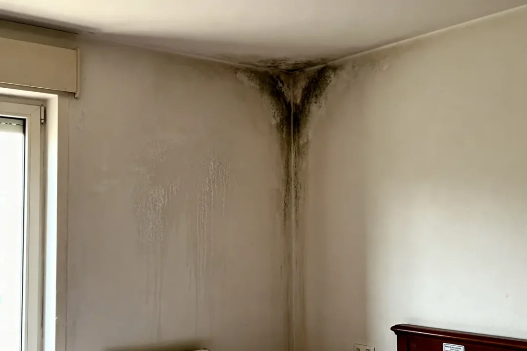 Moisissure noire sur mur blanc causée par une humidité dans les chambres