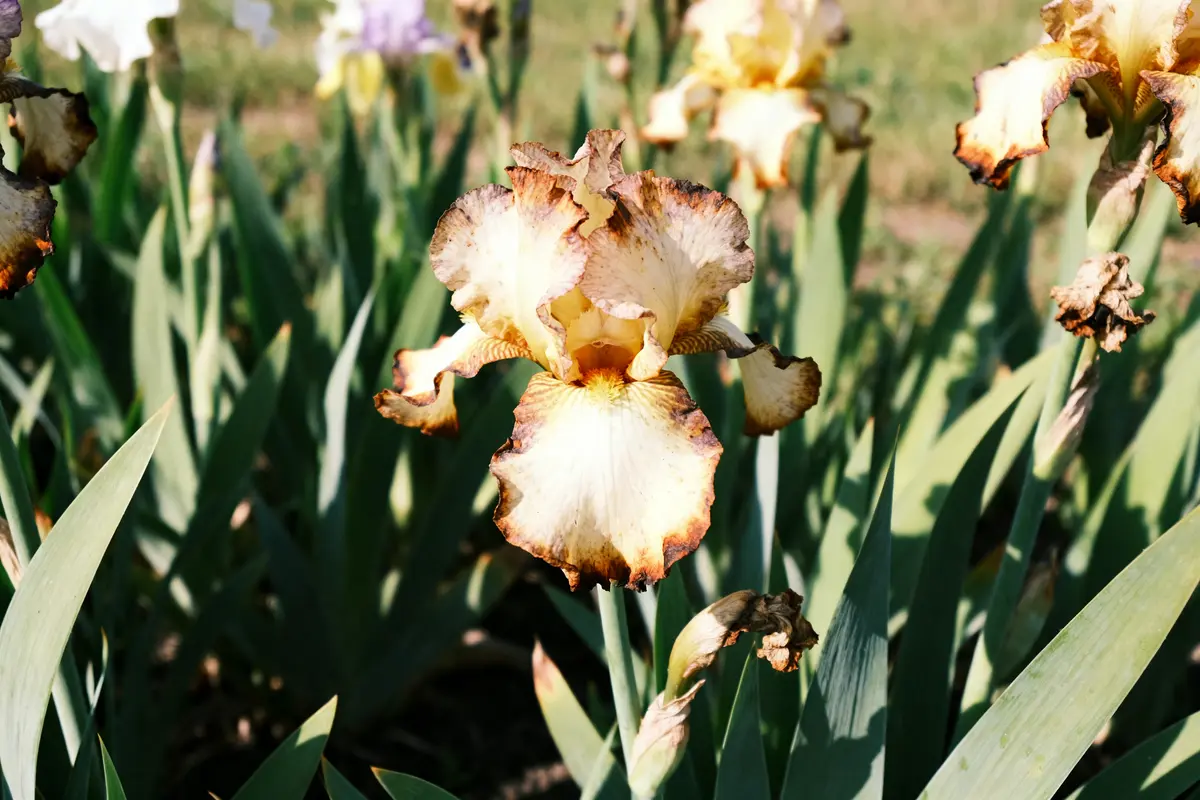 Gros plan sur fleurs d'iris avec grande taille de l'iris et pétales fanés