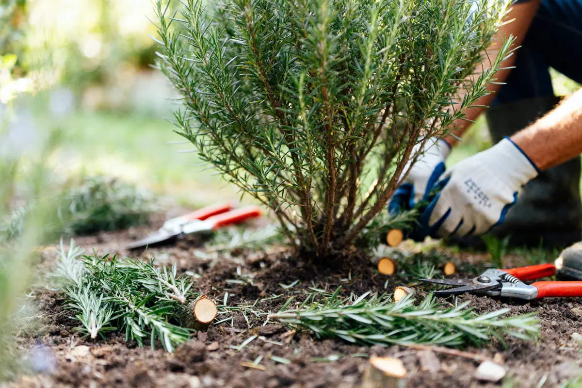 Jardinier coupant des branches pour la taille du romarin avec des sécateurs rouges