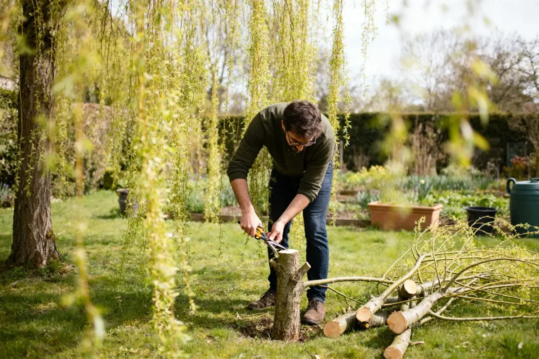 Personne taillant les saules crevettes dans un jardin avec sécateur et branches coupées au sol