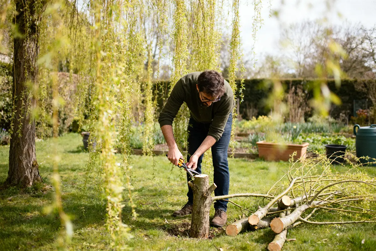 Personne taillant les saules crevettes dans un jardin avec sécateur et branches coupées au sol