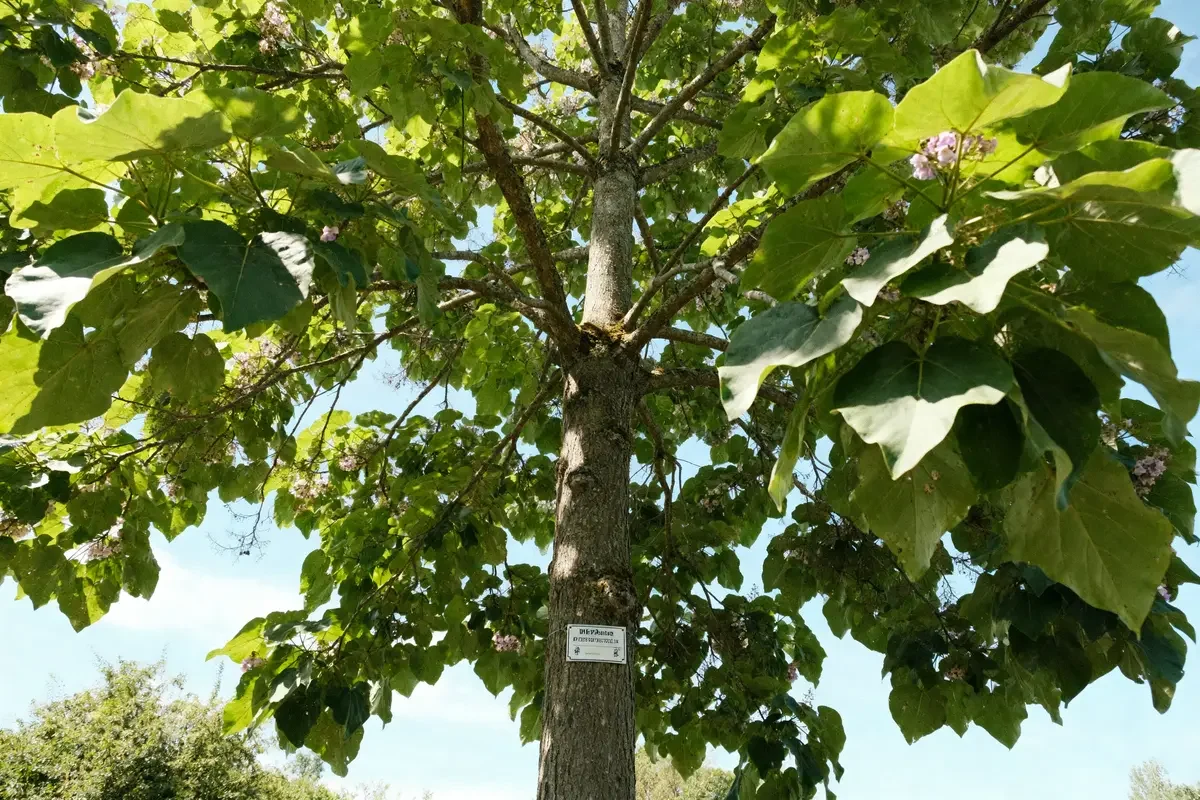 Vue d'un Paulownia adulte avec feuillage dense et ciel bleu en arrière-plan