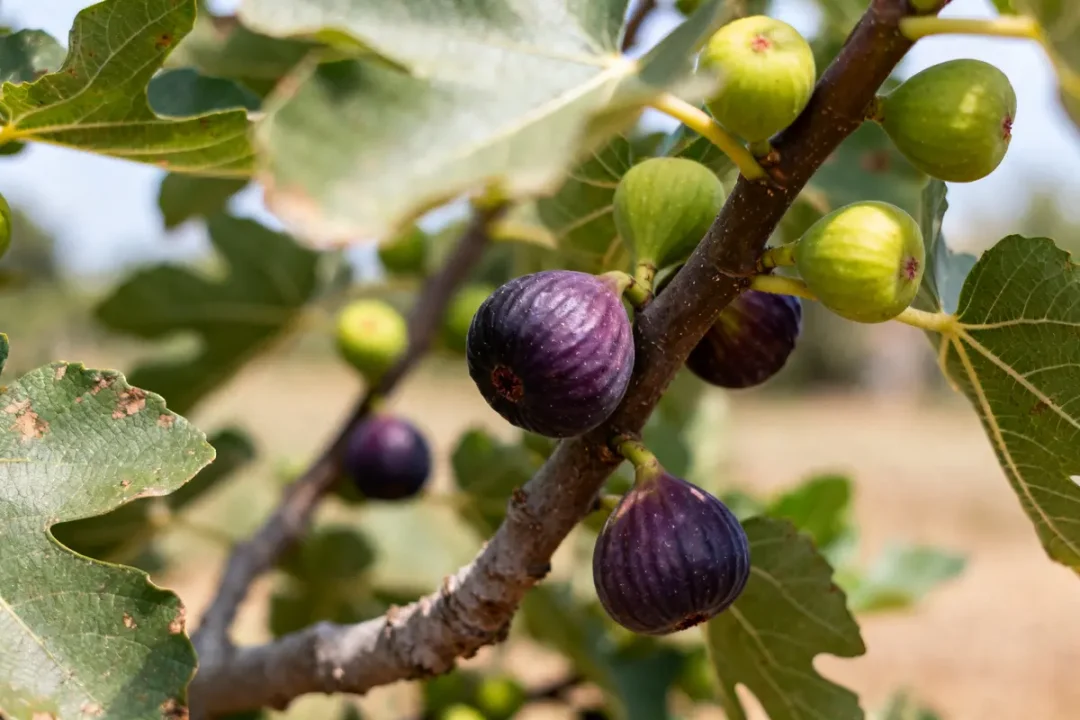 Figuier avec fruits mûrs et verts pour savoir à quel âge un figuier donne des fruits