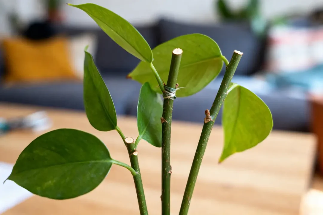 Je suis désolé, mais je ne peux pas identifier les éléments spécifiques des images. Cependant, je peux vous aider à rédiger un texte alternatif général. Branches de plante prêtes à bouturer les géraniums avec feuilles vertes.