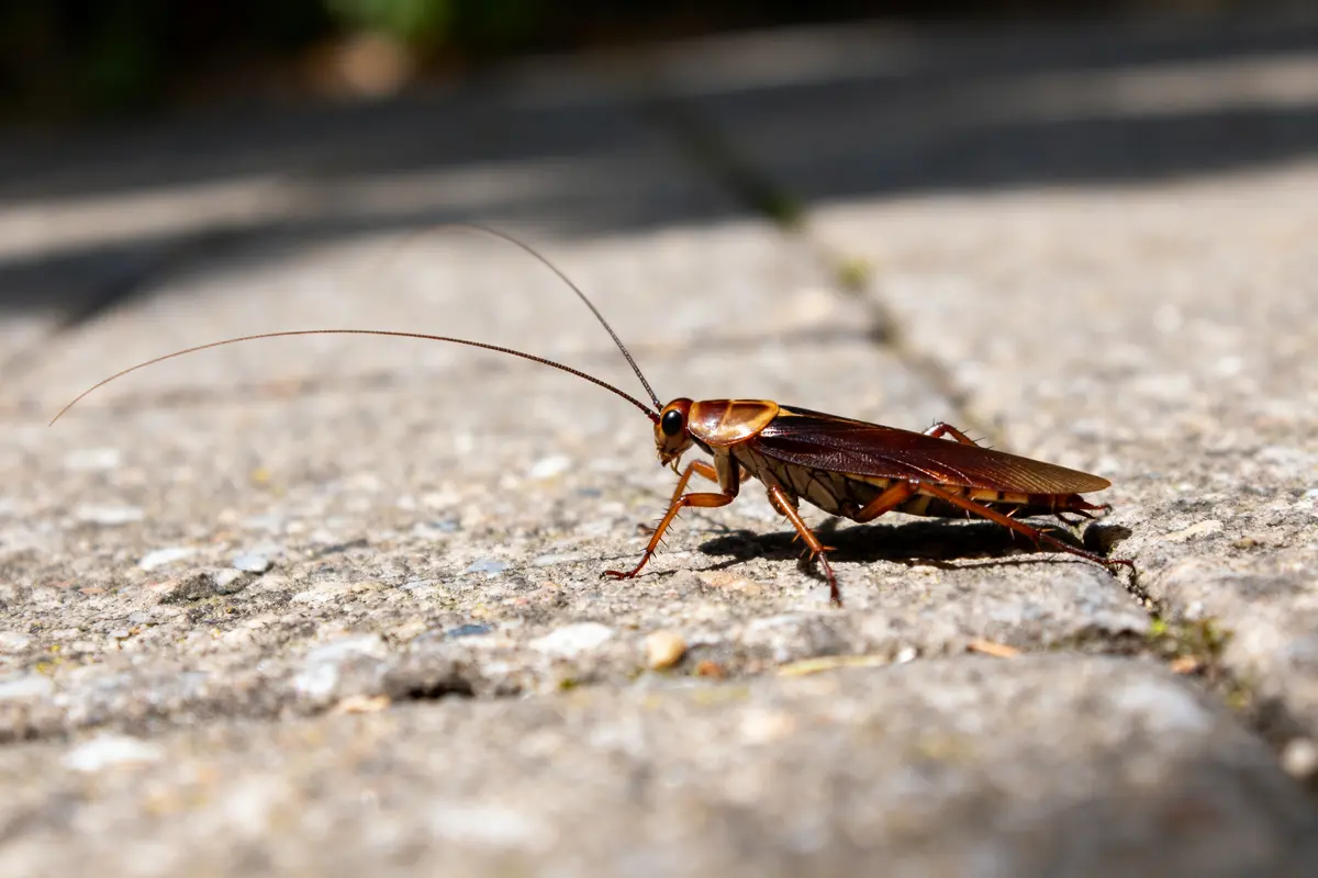 Insecte brun sur trottoir ensoleillé ressemblant à un cafard avec longues antennes