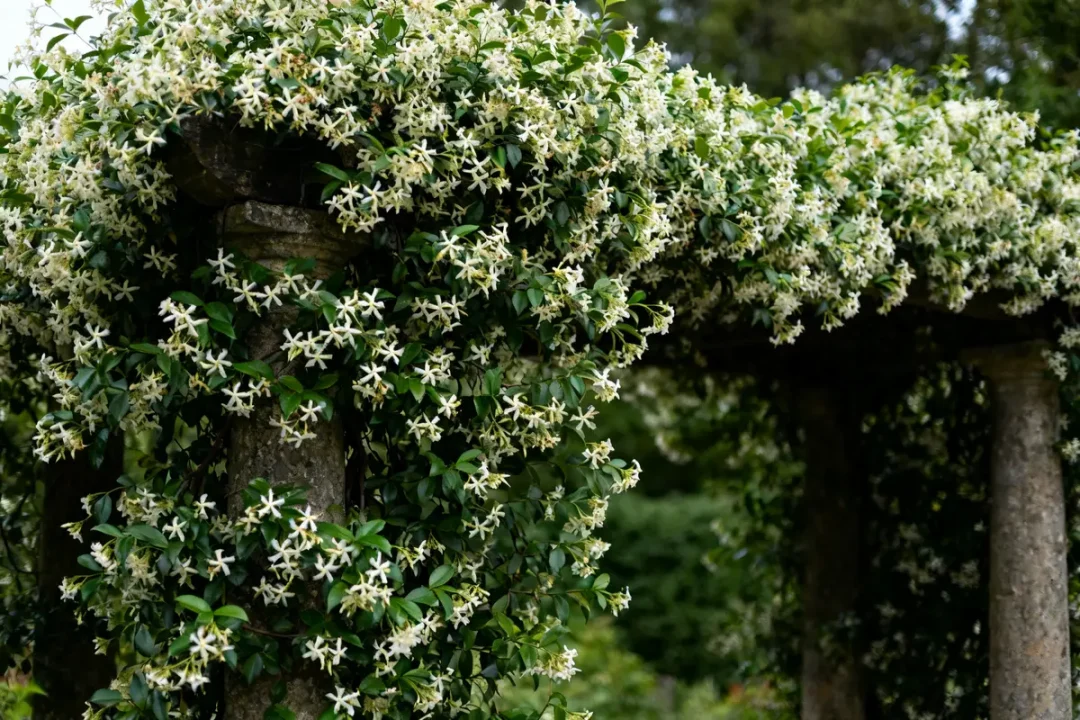 Jasmin étoilé comme brise vue sur pergola en pierre dans un jardin verdoyant