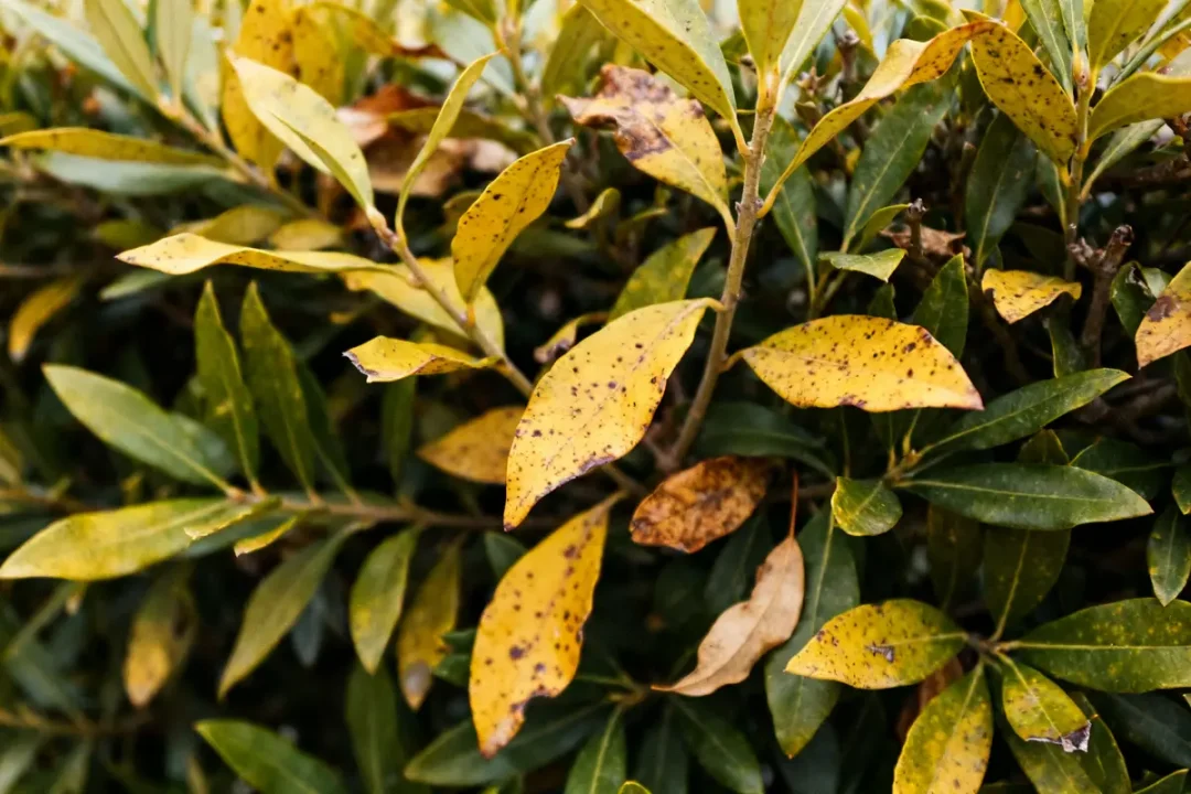 Feuilles de laurier tachées illustrant une maladie des lauriers avec décoloration et taches noires