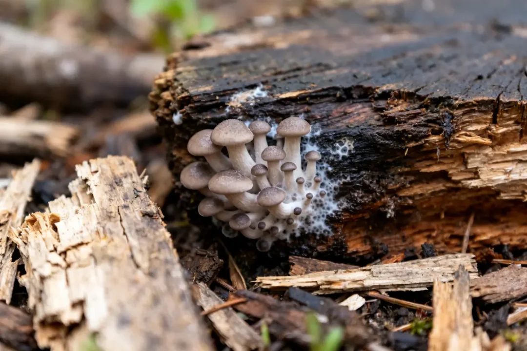 Champignons poussant sur tronc de bois dégradé par mérule sur bois en forêt humide