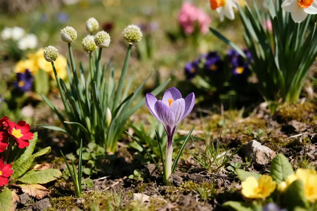 Fleurs printanières variées en jardin avec crocus violet au centre types de fleurs
